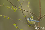 Pimpelmees (Parus caeruleus)