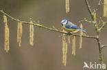 Pimpelmees (Parus caeruleus)