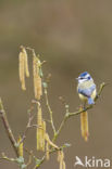 Pimpelmees (Parus caeruleus)