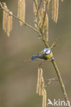 Pimpelmees (Parus caeruleus)