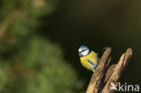 Pimpelmees (Parus caeruleus)