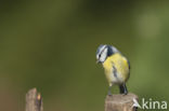 Pimpelmees (Parus caeruleus)