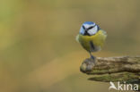 Pimpelmees (Parus caeruleus)