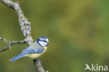 Pimpelmees (Parus caeruleus)