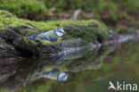 Blue Tit (Parus caeruleus)