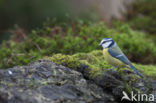 Pimpelmees (Parus caeruleus)