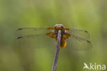 Platbuik (Libellula depressa)