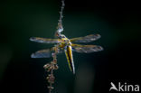 Platbuik (Libellula depressa)