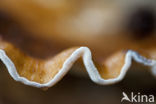 Plooivlieswaaiertje (Plicaturopsis crispa)