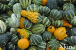 Pumpkin (Cucurbita spec.)