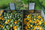 Pumpkin (Cucurbita spec.)