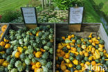 Pumpkin (Cucurbita spec.)