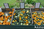 Pumpkin (Cucurbita spec.)