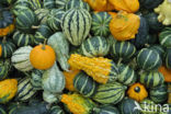 Pumpkin (Cucurbita spec.)