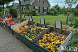 Pumpkin (Cucurbita spec.)