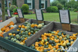 Pumpkin (Cucurbita spec.)