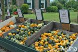 Pumpkin (Cucurbita spec.)