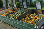 Pumpkin (Cucurbita spec.)