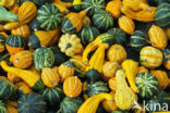 Pumpkin (Cucurbita spec.)