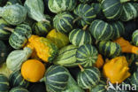 Pumpkin (Cucurbita spec.)