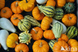 Pumpkin (Cucurbita spec.)