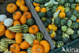 Pumpkin (Cucurbita spec.)