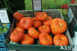 Pumpkin (Cucurbita spec.)