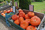 Pompoen (Cucurbita spec.)