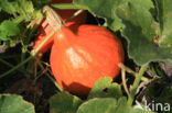 Pumpkin (Cucurbita spec.)