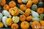 Pumpkin (Cucurbita spec.)