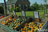 Pumpkin (Cucurbita spec.)