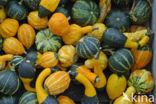 Pompoen (Cucurbita spec.)