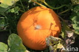 Pumpkin (Cucurbita spec.)