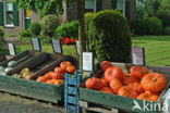 Pumpkin (Cucurbita spec.)