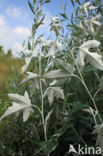 Ratelpopulier (Populus tremula)