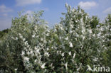 Ratelpopulier (Populus tremula)