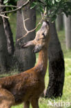 Roe Deer (Capreolus capreolus)