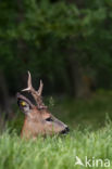 Roe Deer (Capreolus capreolus)