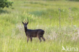 Roe Deer (Capreolus capreolus)