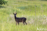 Ree (Capreolus capreolus)