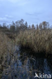 Common Reed (Phragmites australis)