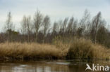 Riet (Phragmites australis)