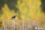 Reed Bunting (Emberiza schoeniclus)