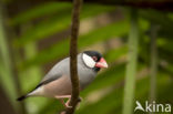 Java Sparrow (Padda oryzivora)