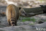 South American coati (Nasua nasua)