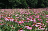 eastern purple coneflower (Echinacea purpurea)