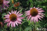 eastern purple coneflower (Echinacea purpurea)