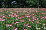 eastern purple coneflower (Echinacea purpurea)