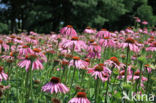 eastern purple coneflower (Echinacea purpurea)