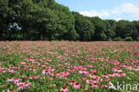 eastern purple coneflower (Echinacea purpurea)